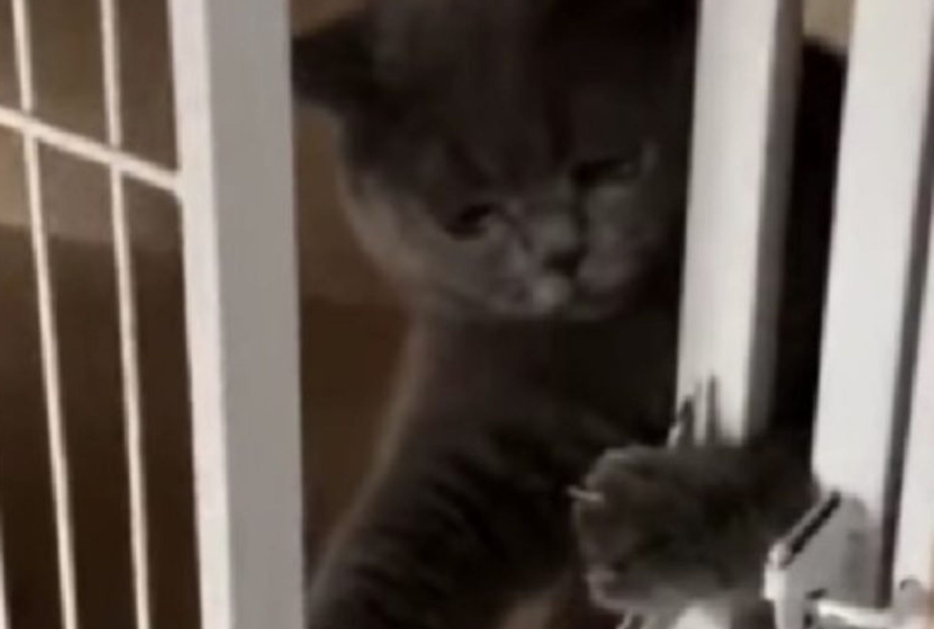 gatto evade dalla gabbia