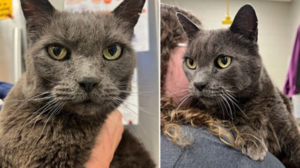 un gatto grigio con gli occhi verdi