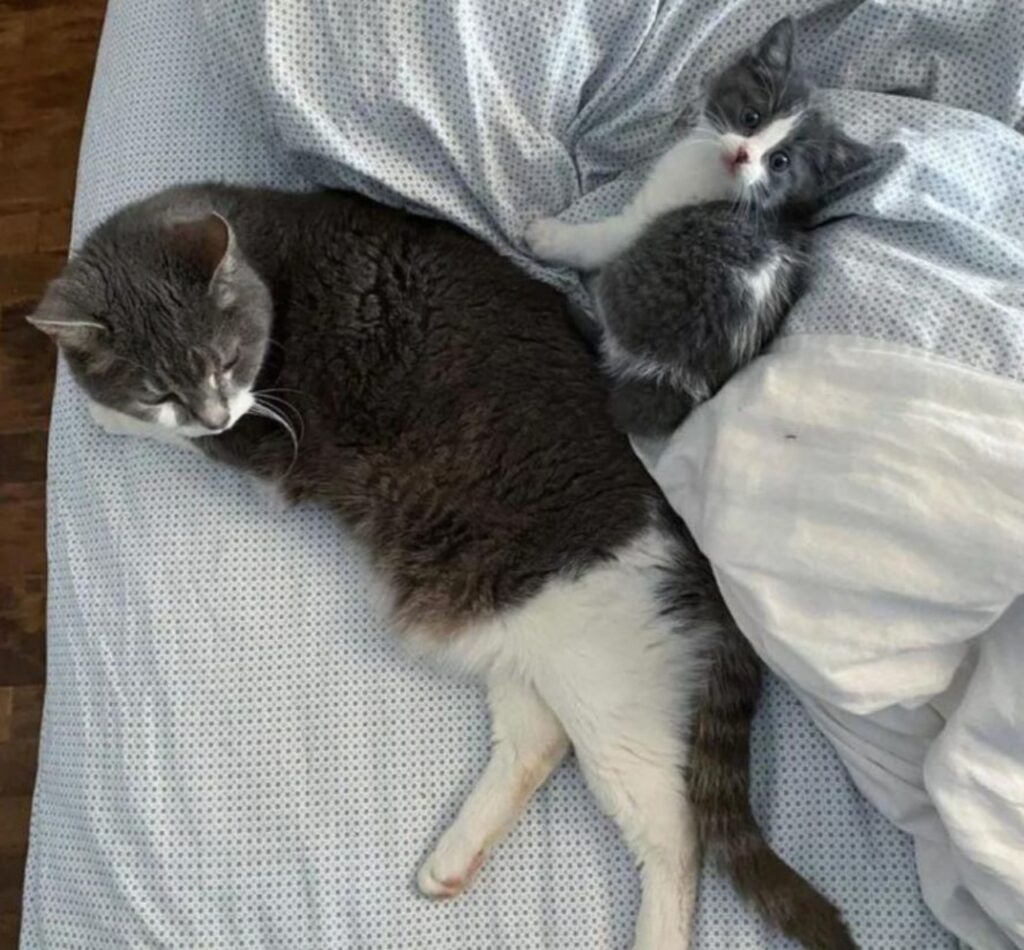 Nannah insieme ad un gatto sul letto