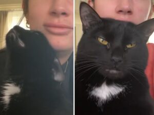 Dopo una vita passata al gattile questo gatto anziano e malato mostra gratitudine alla persona che ha deciso di adottarlo