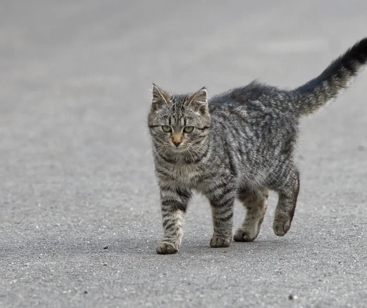 Gatto senza casa