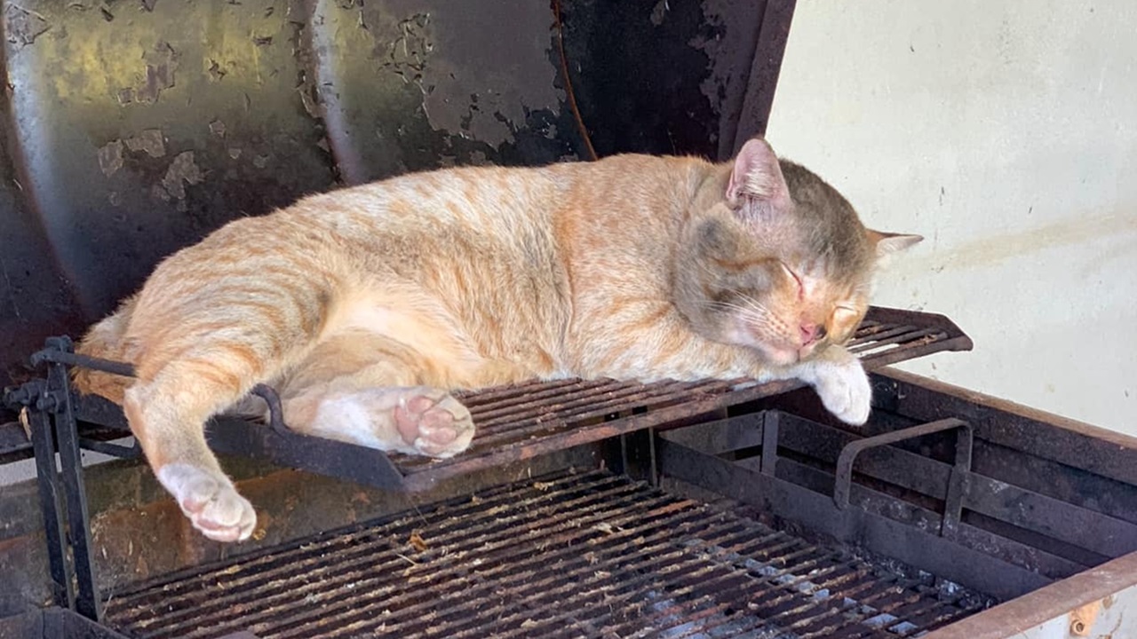 Gatto dorme sul barbecue