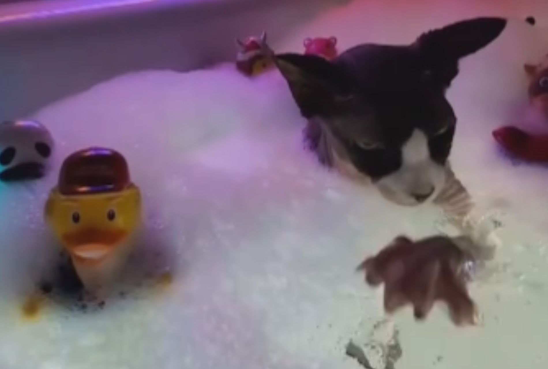 gatto sphynx fa il bagno