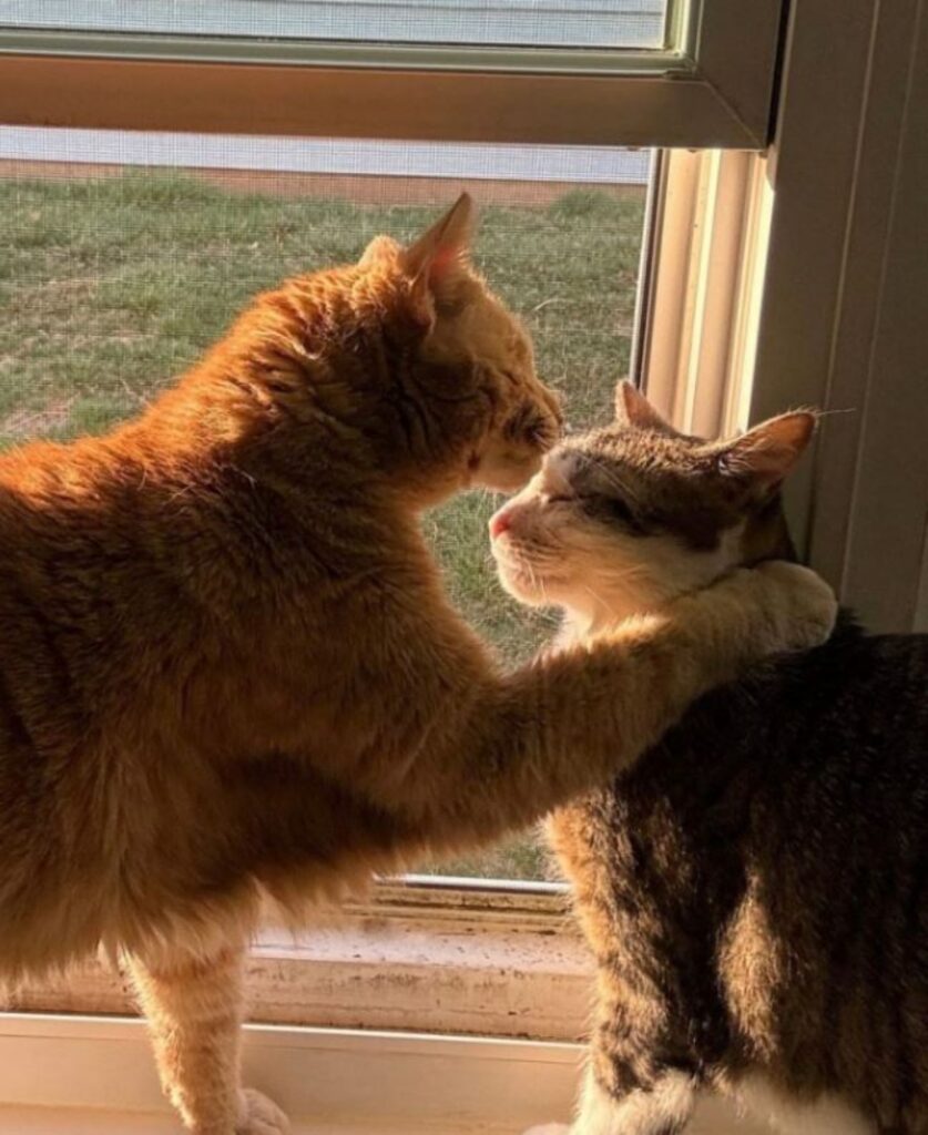 due gatti che si baciano