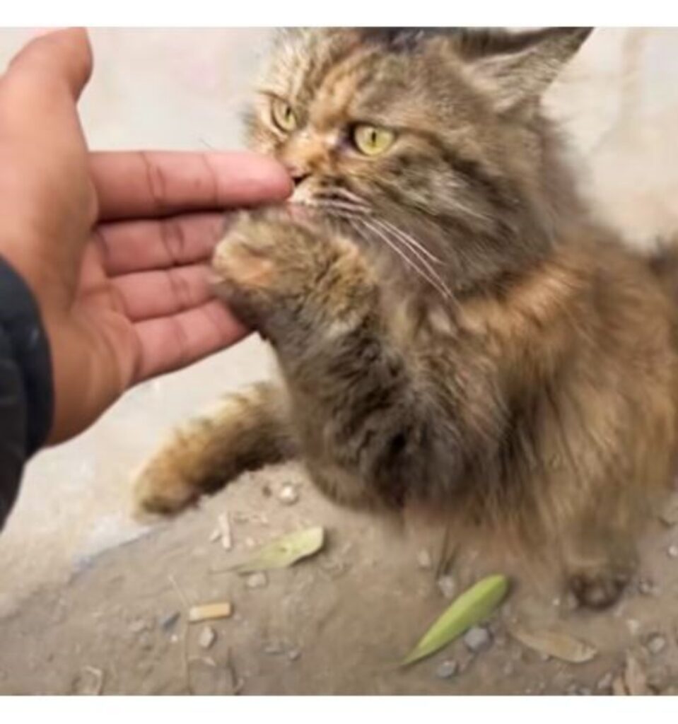 una mamma gatta randagia