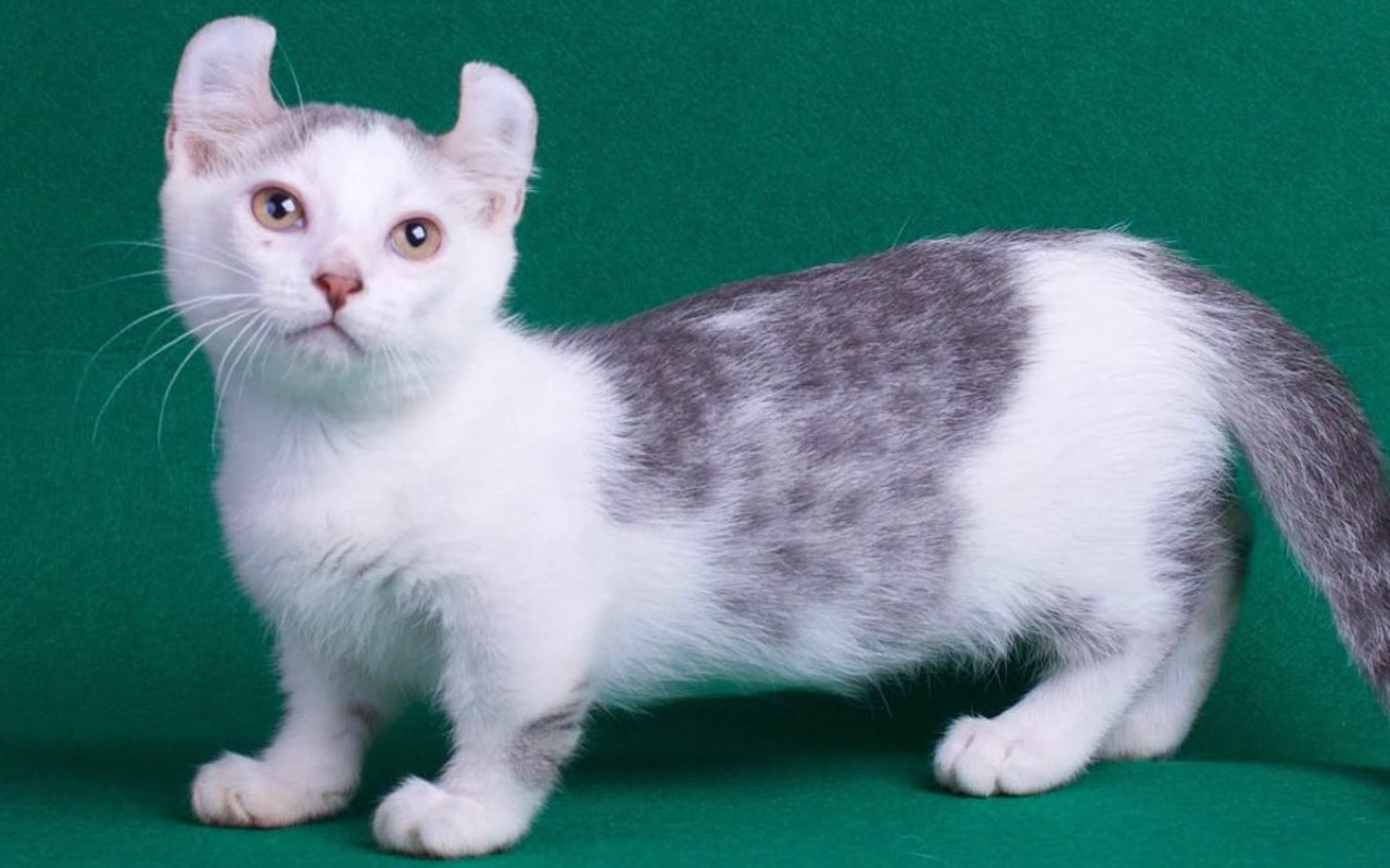 gattino bianco con macchie scure