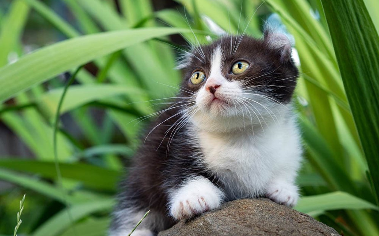 gattino piccolo bianco e nero