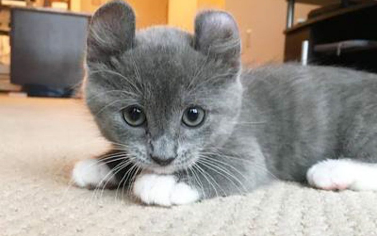 gattino con le orecchie strane