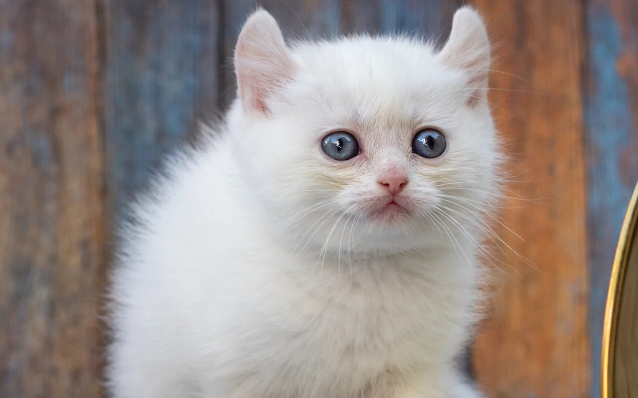gattino bianco con gli occhi blu