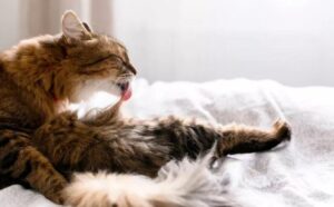 Questo gatto non si accontenta: pretende che chi lo coccola abbia dei requisiti molto speciali e precisi (VIDEO)