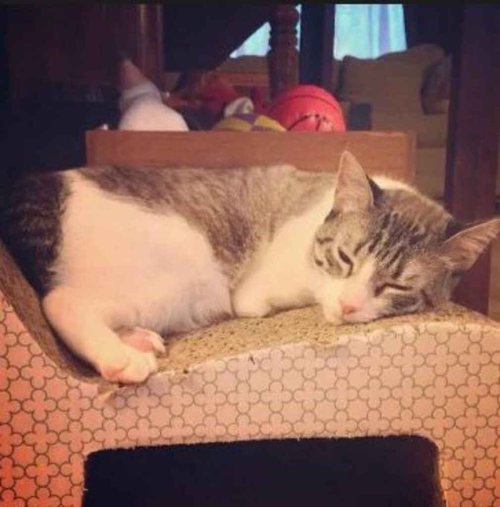 una gatta grigia che dorme