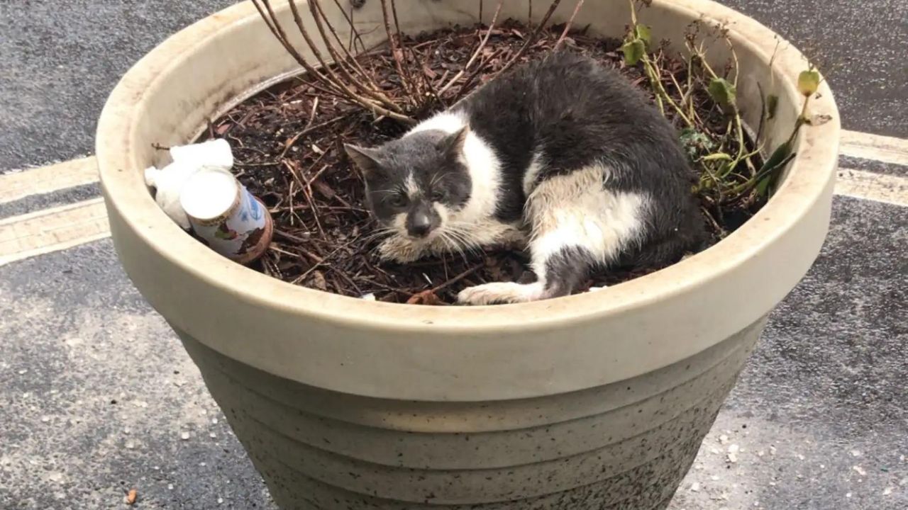 micio in vaso