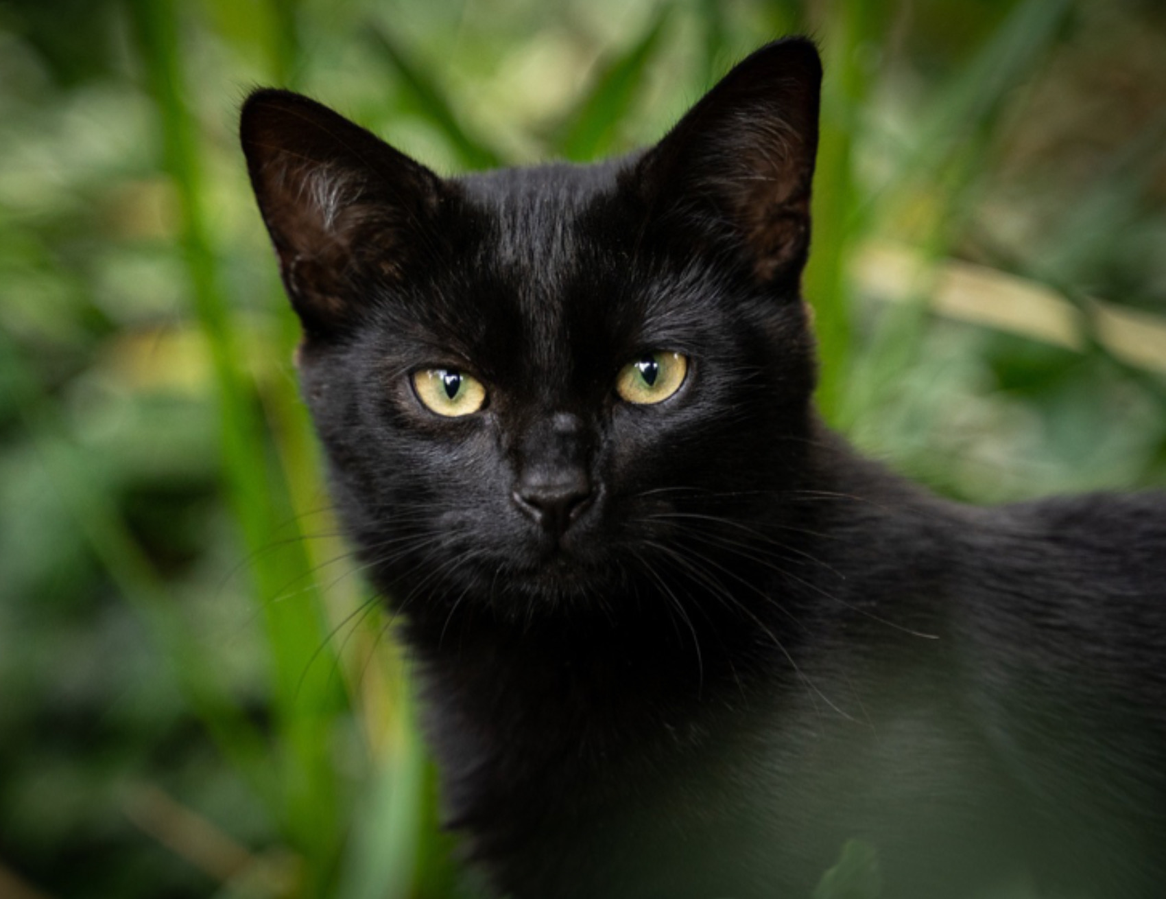 Gatto guarda avanti