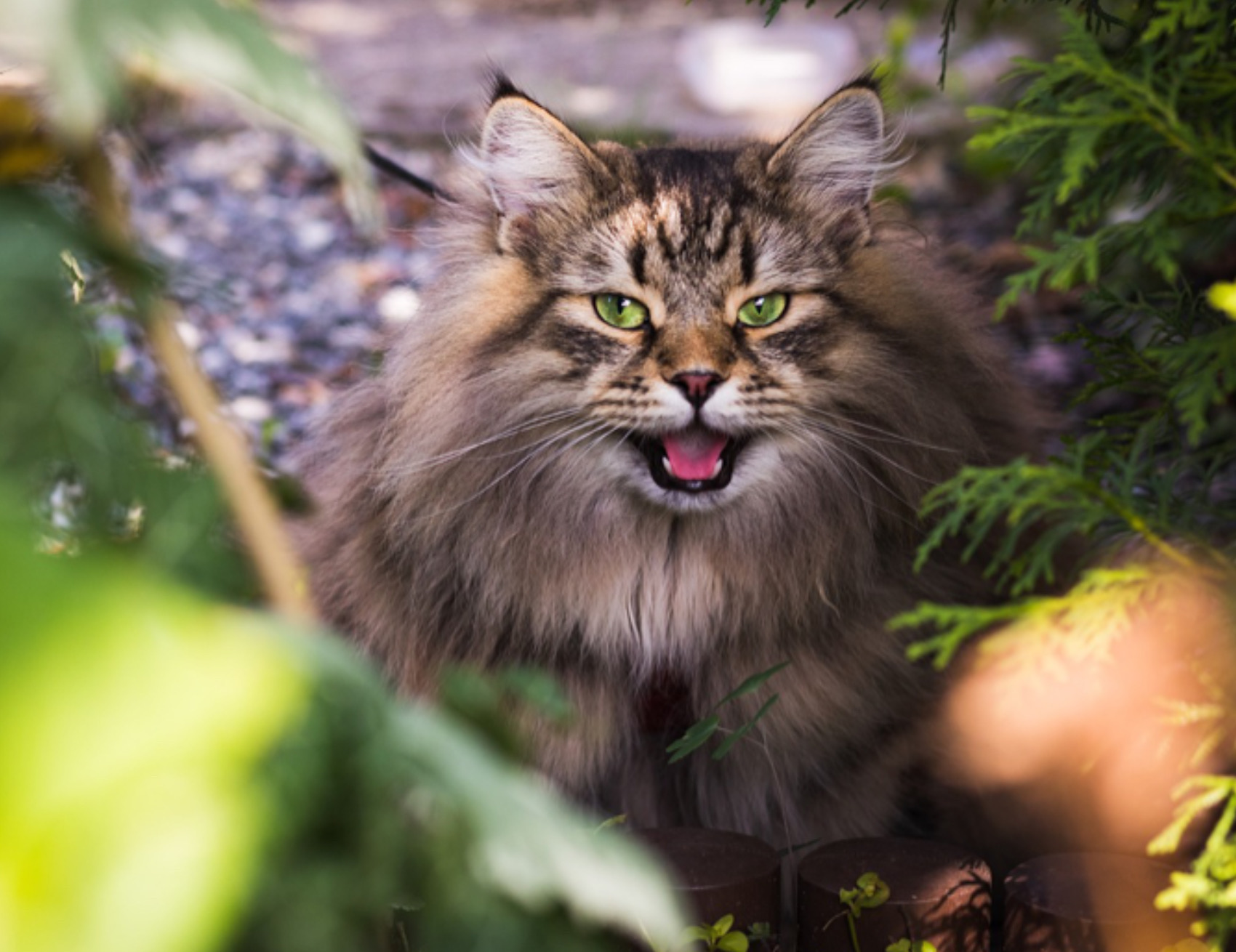 Gatto nella natura