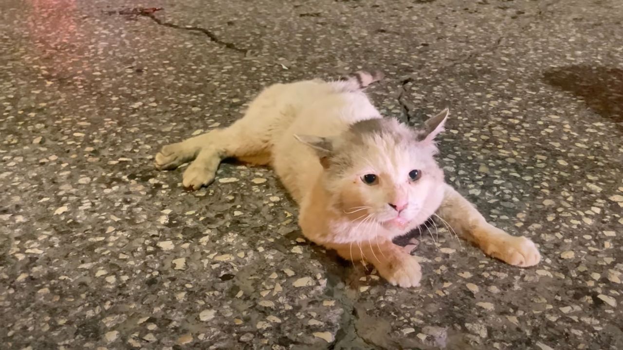 Gatto bianco in difficoltà