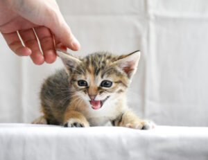 C’è una cosa che potrebbe aumentare l’aggressività del gattino ed è bene conoscerla