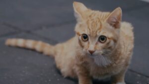 Dicevano che l’unica soluzione era l’eutanasia, invece il gatto desiderava con tutte le sue forze tornare a camminare – Video