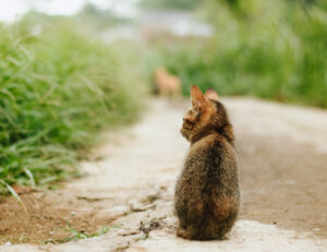 E tu ti sei mai chiesto davvero quanti gatti sono stati salvati nel mondo, nel corso di un anno?