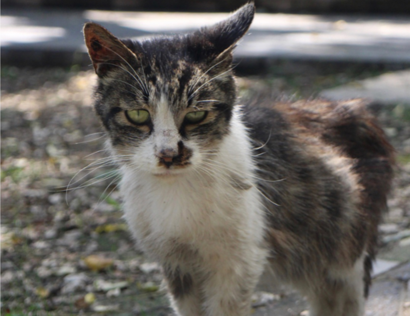 Gatto in posa