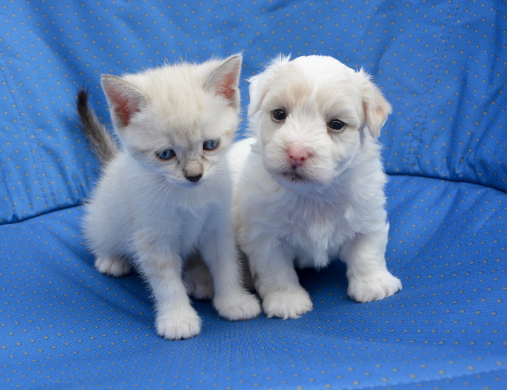 Gatto e cane vicini