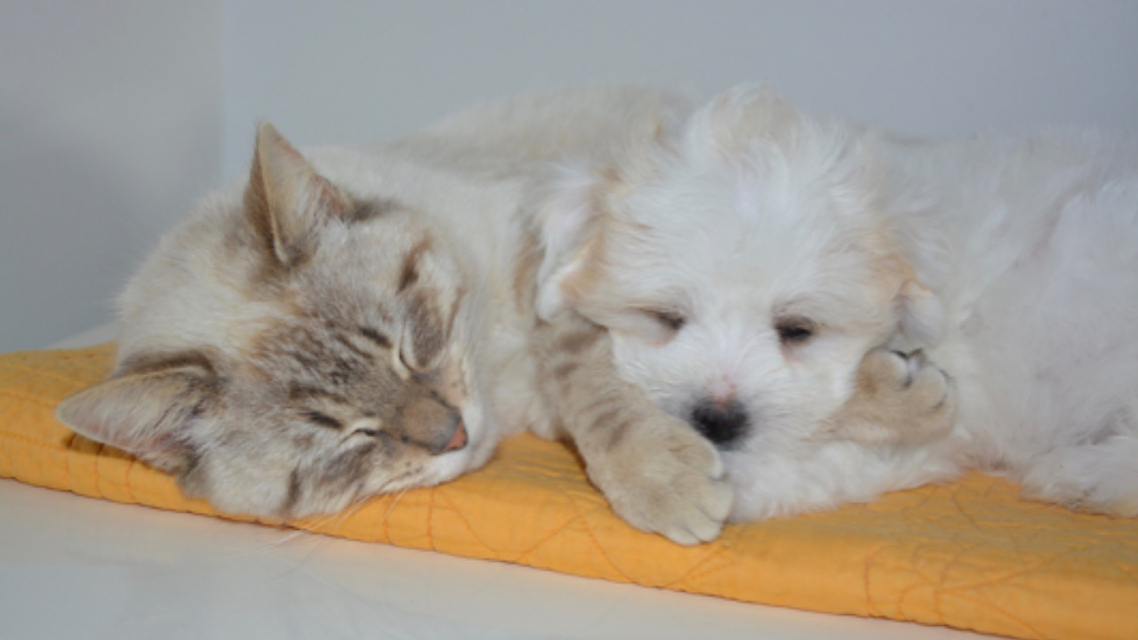 Gatto e cagnolino