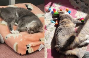 I due gatti anziani sono stati finalmente adottati dopo aver perso due case: “Hanno finalmente ciò che meritavano”