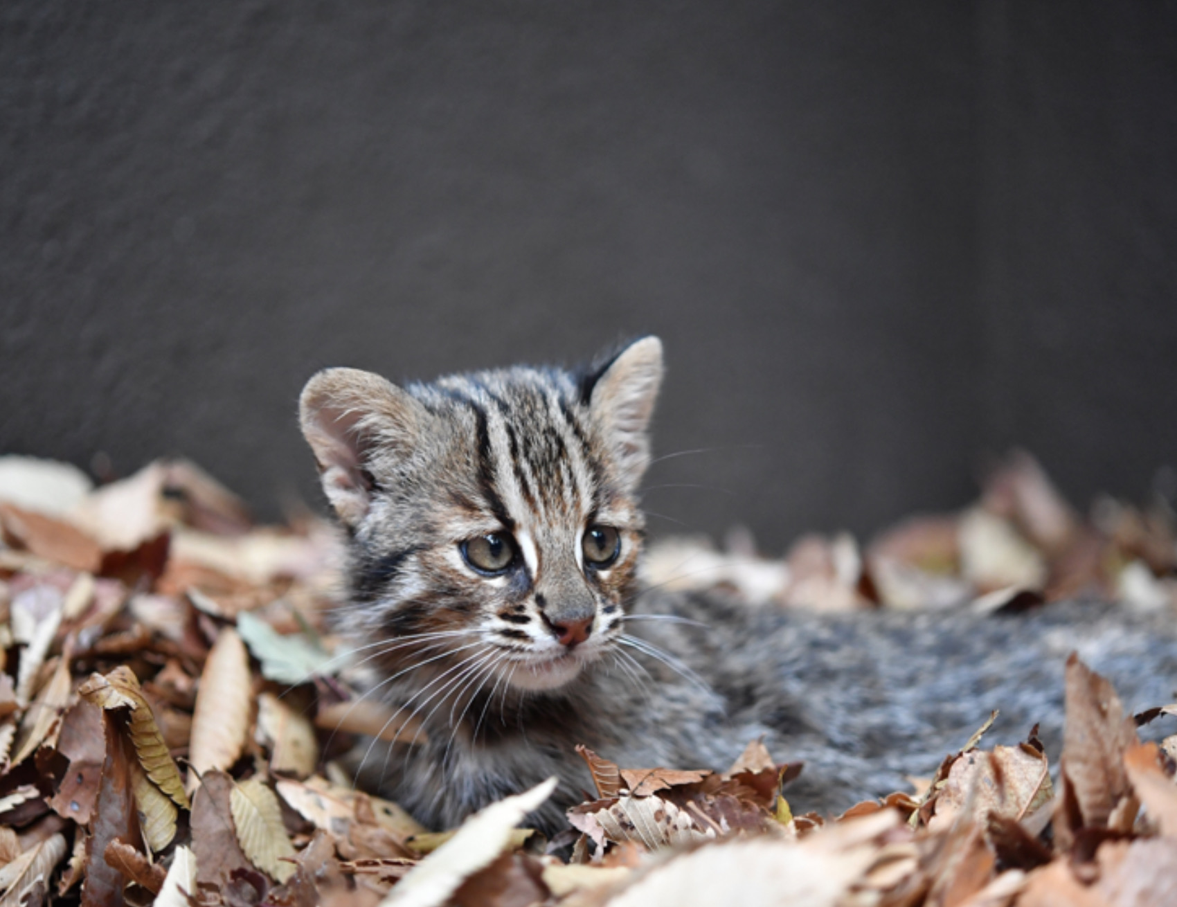 Gatto nelle foglie