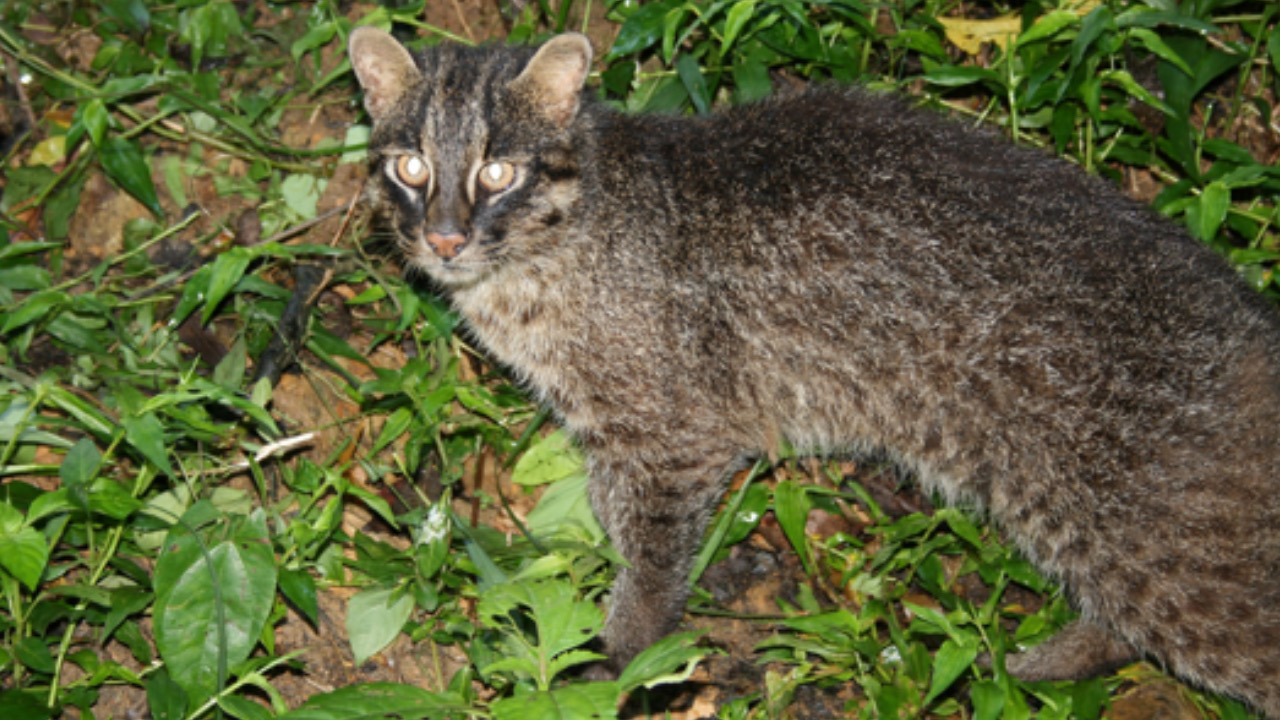 Gatto in posa