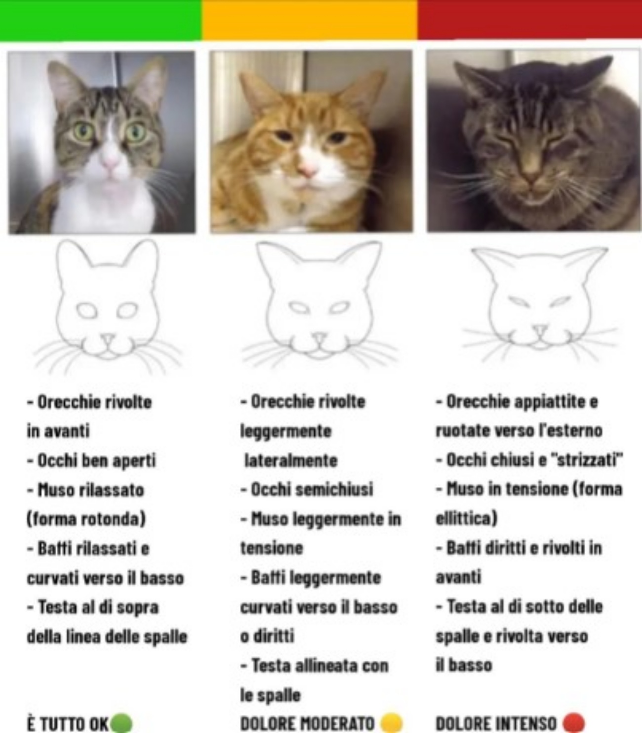 dolore e gatti