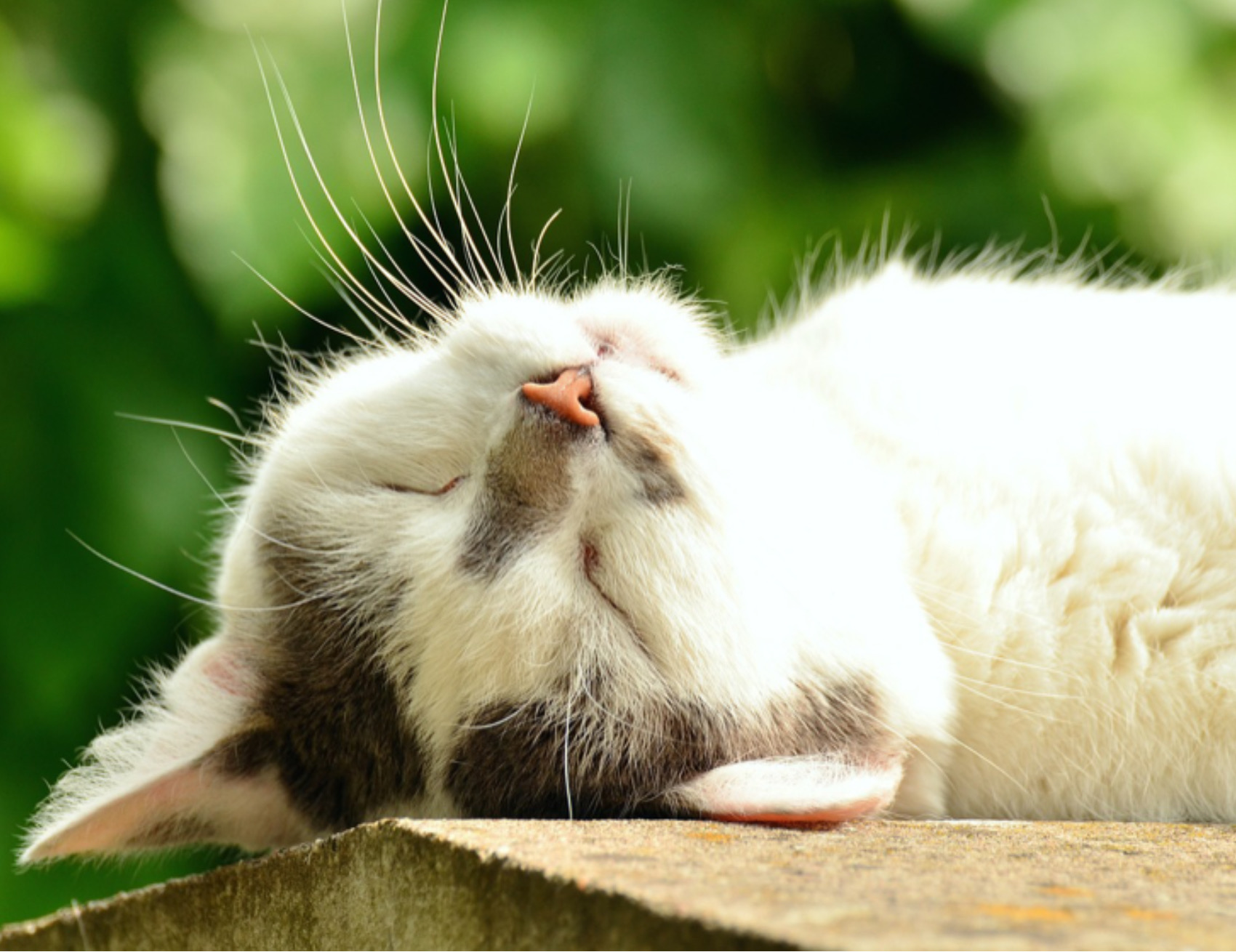 Gatto guarda in aria