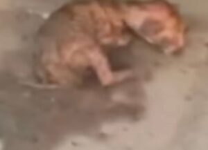 Il gattino arancione appena nato sopravvive sul ciglio della strada, aspettando che qualcuno lo aiuti