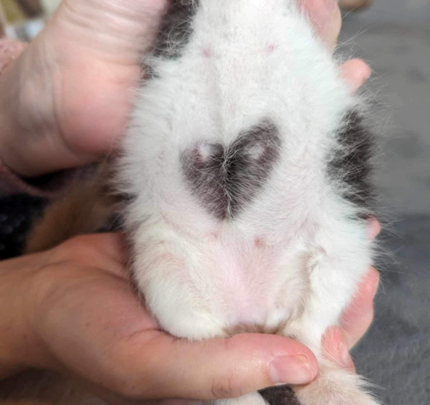 gattino con macchia a forma di cuore