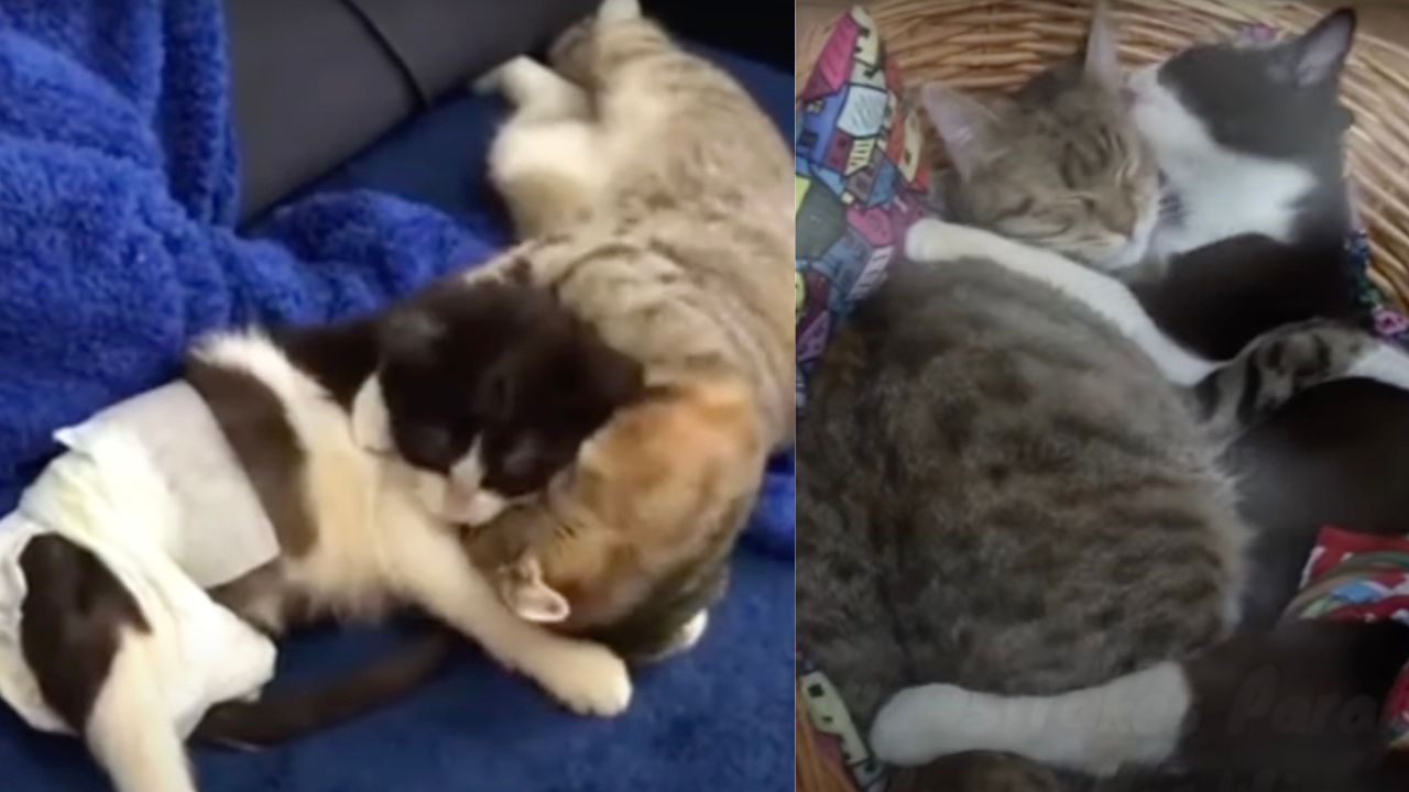 Fratelli gatti molto legati