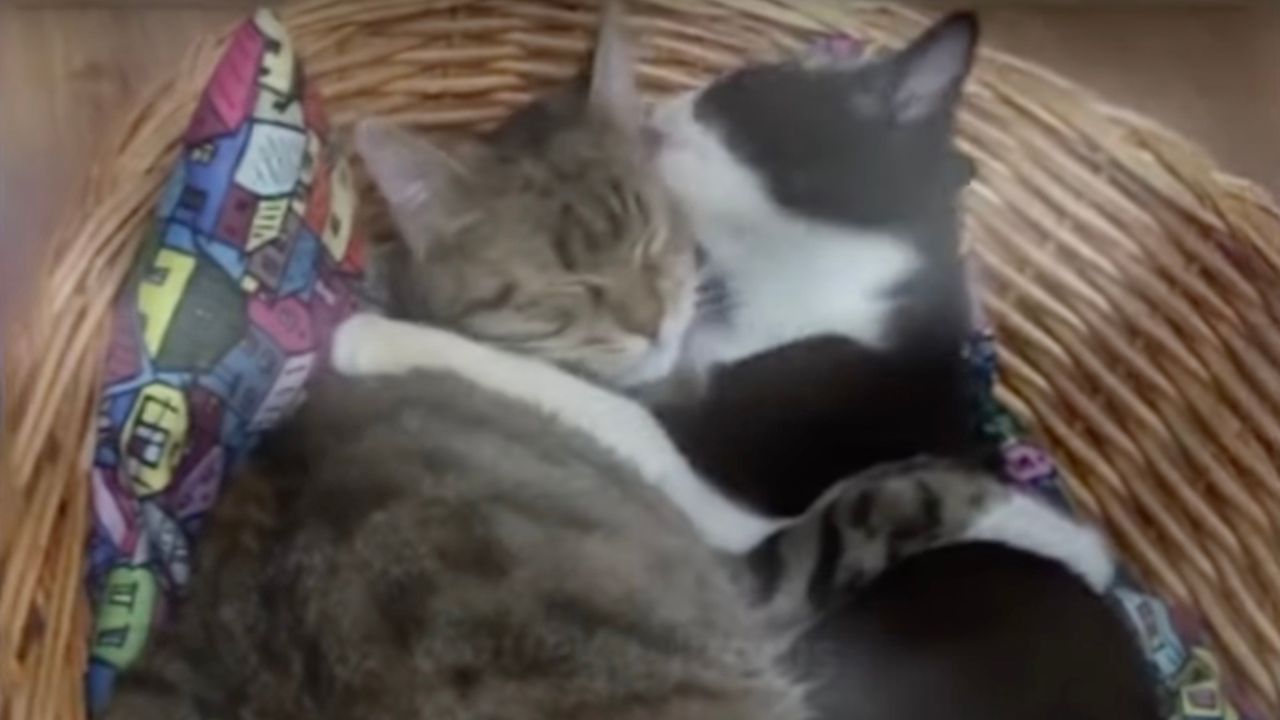 Abbraccio tra gatti