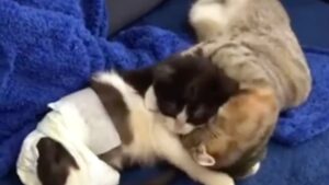 Il gatto con tre zampe fa sciogliere i cuori: decide di proteggere con tutte le sue forze il gattino paralizzato – Video