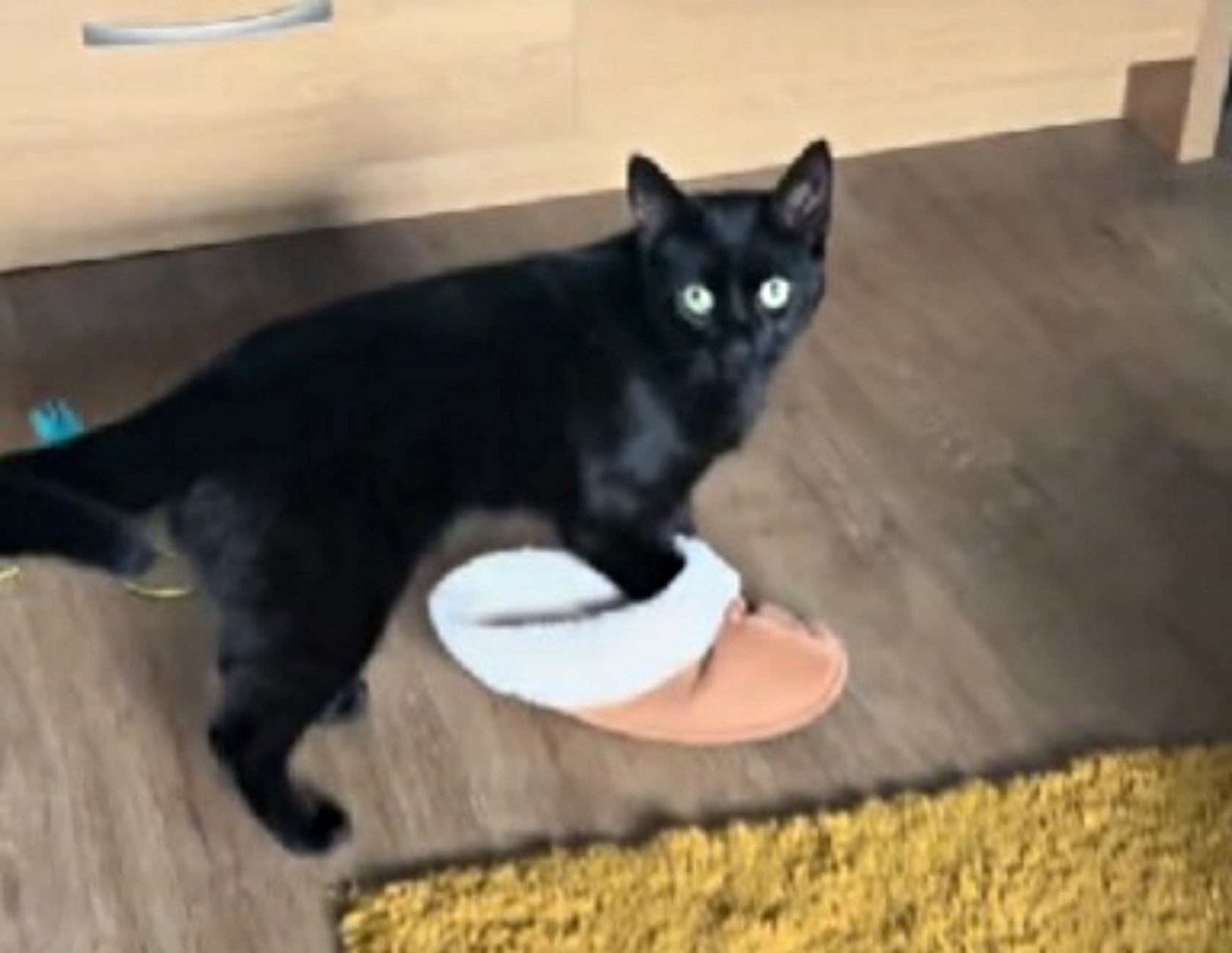 gatto con pantofola
