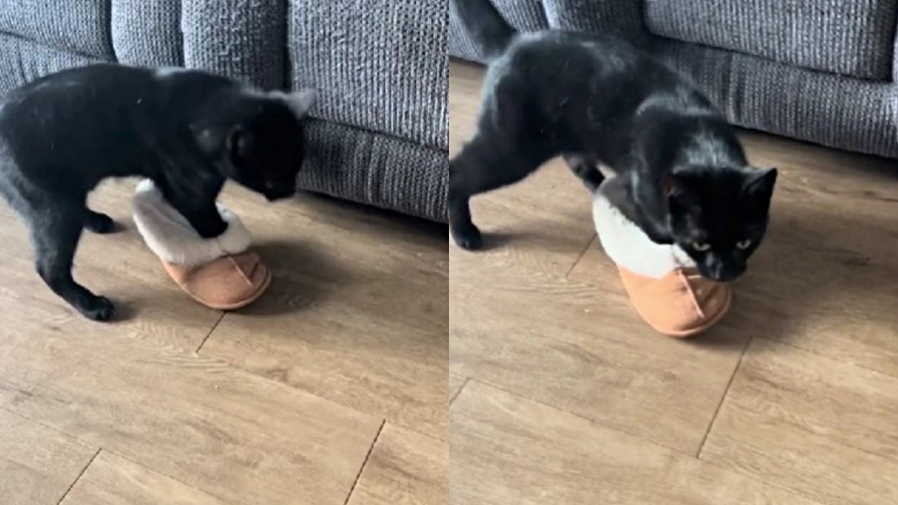 gatto indossa una pantofola