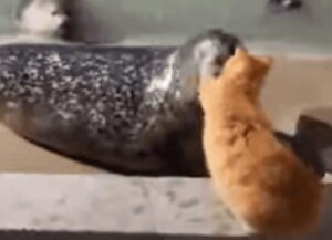 Il gatto inizia a schiaffeggiare una foca e ancora oggi tutti si chiedono il perché di questo gesto