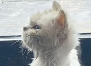 Il gatto magro abbandonato che ha vissuto una vita di stenti si trasforma in una creatura meravigliosa