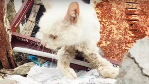 Il gatto randagio con le zampe rotte piange disperato sotto le rovine: nessuno si accorgeva di lui – Video