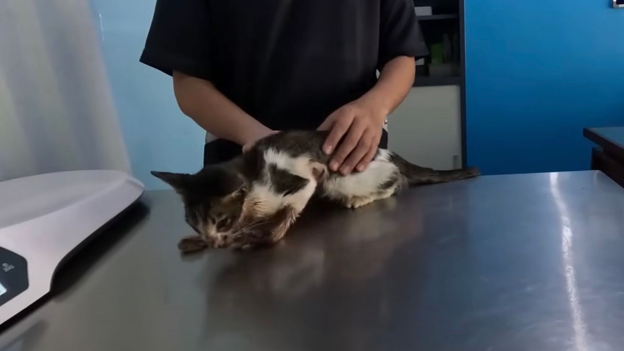 Gatto dal veterinario