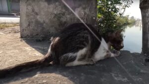 Il modo in cui hanno trovato questo gatto era così critico che nessuno credeva che si potesse davvero salvare – Video