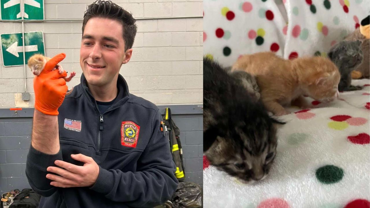 Pompiere salva gattini 