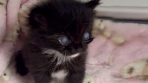 Il povero gattino si convince di non meritare una vita felice perché è cieco e maltrattato – Video