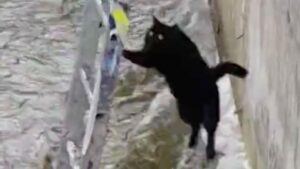 Il salvataggio di un gatto intrappolato in un ruscello ghiacciato termina nel modo meno prevedibile