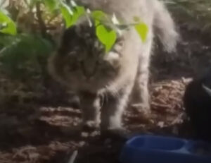 Il vecchio gatto randagio e selvatico non permetteva a nessuno di coccolarlo, ma ora non può più fare a meno delle coccole della sua mamma