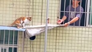 Immagini da brividi: quest’uomo fa di tutto per riuscire a salvare il gatto da un luogo veramente alto – Video