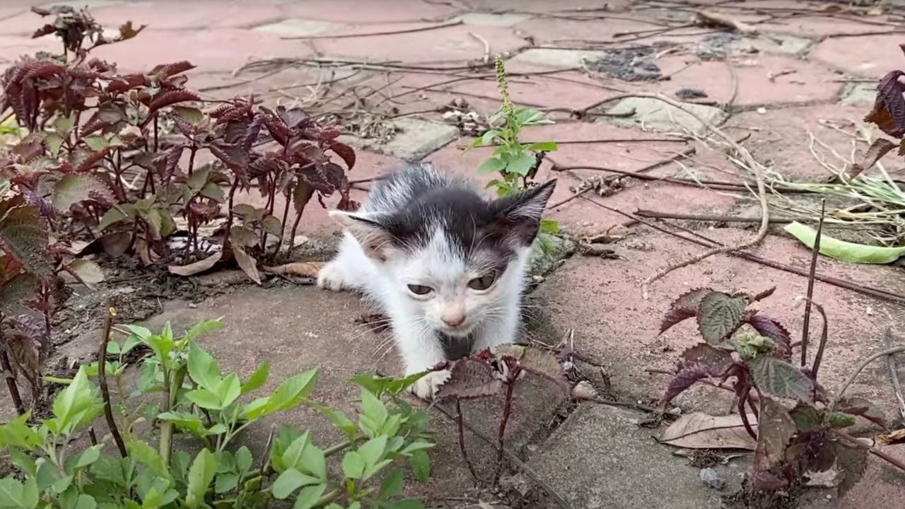 Piccolo gatto randagio