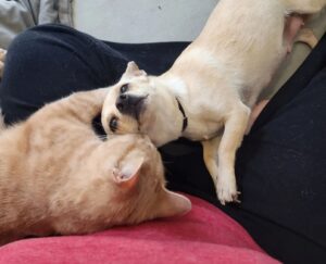 La storia d’amore fra questo gatto e il Chihuahua è davvero la cosa più insolita che vedrete