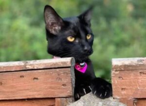 La storia di questa gattina ha fatto luce su una serie di pratiche oscure legate ai gatti salvati nel suo Paese